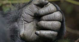 La forma de las manos es uno de los últimos misterios evolutivos del ser humano. Y estamos un paso más cerca de resolverlo