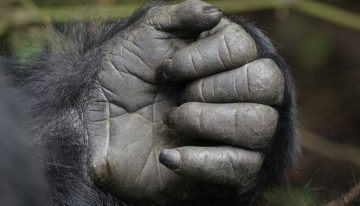 La forma de las manos es uno de los últimos misterios evolutivos del ser humano. Y estamos un paso más cerca de resolverlo