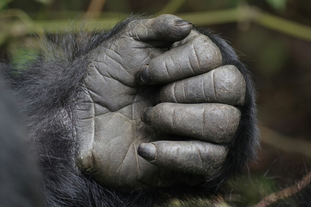 La forma de las manos es uno de los últimos misterios evolutivos del ser humano. Y estamos un paso más cerca de resolverlo 