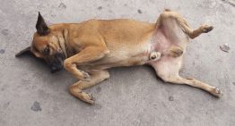 México tiene tantos perros abandonados en sus calles que son parte del paisaje que los han convertido en «raza representativa»