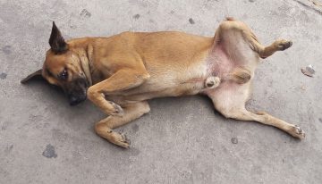 México tiene tantos perros abandonados en sus calles que son parte del paisaje que los han convertido en «raza representativa»