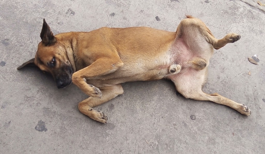 México tiene tantos perros abandonados en sus calles que son parte del paisaje que los han convertido en "raza representativa" 