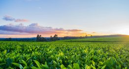 Tras dominar el cultivo nacional de tabaco, Extremadura encara su prueba de fuego: más hectáreas, más kilos y más incertidumbre