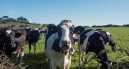 Las vacas pueden reconocer un rostro humano familiar