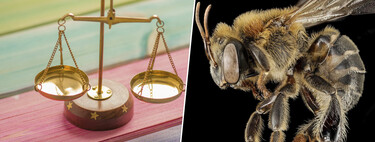 Si la pregunta es cómo proteger a las abejas y otros insectos, en Perú lo tienen claro: reconociéndoles derechos legales