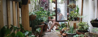 Las plantas se han convertido en las nuevas mascotas. Tanto que hasta las enterramos en el jardín cuando mueren