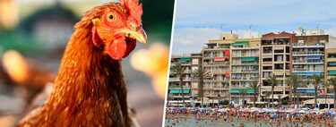 En Alicante hay una ciudad invadida por gallinas. Así que ha elaborado un plan de 26.000 euros para librarse de ellas