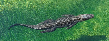China necesita una "armadura" barata para desviar proyectiles en el campo de batalla. La ha encontrado en los cocodrilos