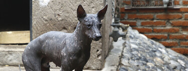 El perro más extraño del mundo viene directamente del inframundo y es una deidad en México: la historia del "xolotl"