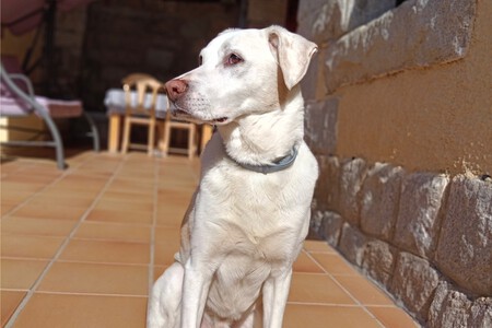 Retrato Mascotas