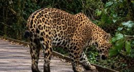 Turistas avistan un yaguareté en una zona de Argentina en la que había estado extinto