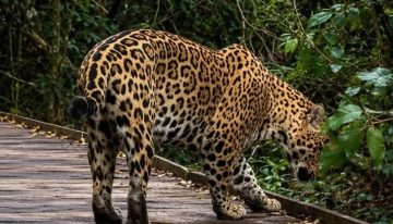 Turistas avistan un yaguareté en una zona de Argentina en la que había estado extinto