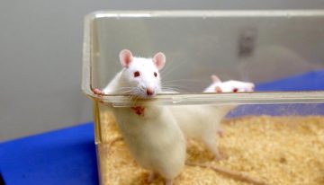 China ya prueba en ratones una vacuna experimental de ARNm contra distintas variantes del ébola, incluida la cepa de Bundibugyo