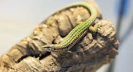 La lagartija pitiusa vive un ‘baby boom’ en el zoo de Barcelona     