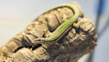 La lagartija pitiusa vive un ‘baby boom’ en el zoo de Barcelona     