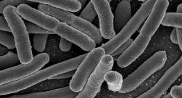 Más de 24.000 personas mueren al año en España por bacterias resistentes a antibióticos