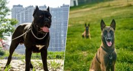 Cada vez hay más perros guardianes en España. Cuestan hasta 15.000 euros y la ley los trata igual que a un caniche