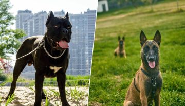 Cada vez hay más perros guardianes en España. Cuestan hasta 15.000 euros y la ley los trata igual que a un caniche