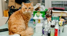 En España las aseguradoras y el capital riesgo están descubriendo cuál es realmente el negocio del siglo: las mascotas