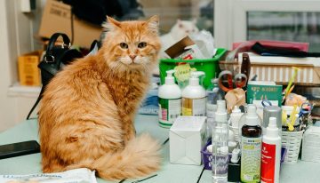 En España las aseguradoras y el capital riesgo están descubriendo cuál es realmente el negocio del siglo: las mascotas
