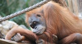 El ser humano es el primate que menos duerme. La ciencia tiene claro que es un «experimento evolutivo radical»