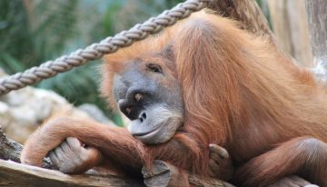 El ser humano es el primate que menos duerme. La ciencia tiene claro que es un «experimento evolutivo radical»