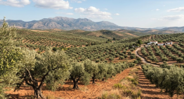 El mayor problema de los olivos españoles no es ni los costes, ni el cambio climático: es el 'aceite fantasma'
