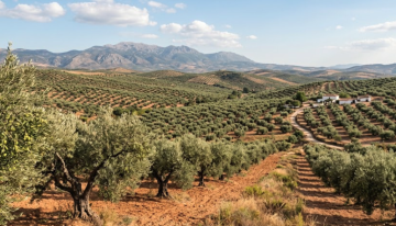 El mayor problema de los olivos españoles no es ni los costes, ni el cambio climático: es el 'aceite fantasma'