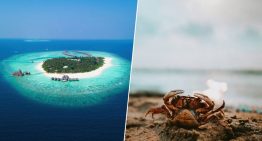 Resulta que hay una isla de Fiyi hecha de cáscaras de marisco. Lo han descubierto unos cangrejos