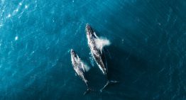 Un submarino ha descendido a 7.000 metros en el Índico y ha encontrado algo sin precedentes: una cementerio de ballenas