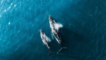 Un submarino ha descendido a 7.000 metros en el Índico y ha encontrado algo sin precedentes: una cementerio de ballenas