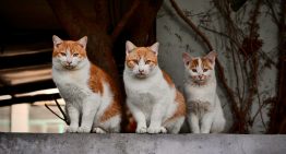 El Síndrome de Noé: cada vez hay más personas que acumulan y acumulan perros y gatos en sus casas