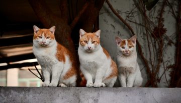 El Síndrome de Noé: cada vez hay más personas que acumulan y acumulan perros y gatos en sus casas