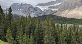 Italia plantó millones de abetos para proteger los Alpes. 90 años después han descubierto que la biodiversidad se ha reducido a la mitad