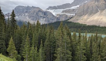 Italia plantó millones de abetos para proteger los Alpes. 90 años después han descubierto que la biodiversidad se ha reducido a la mitad