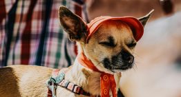 Los expertos coinciden: cómo proteger a las mascotas de los golpes de calor en plena ola de temperaturas extremas
