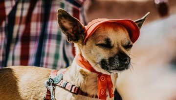 Los expertos coinciden: cómo proteger a las mascotas de los golpes de calor en plena ola de temperaturas extremas