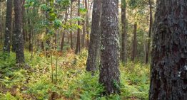 España plantó millones de eucaliptos para tener madera barata. 90 años después, hemos confirmado que son un desierto verde