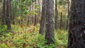 España plantó millones de eucaliptos para tener madera barata. 90 años después, hemos confirmado que son un desierto verde