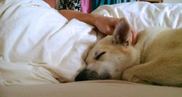 Creíamos que dormir con nuestro perro o gato era una idea reconfortante y saludable. La ciencia demuestra que destroza tu descanso nocturno