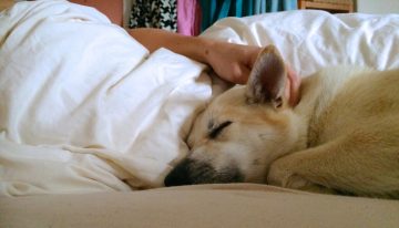 Creíamos que dormir con nuestro perro o gato era una idea reconfortante y saludable. La ciencia demuestra que destroza tu descanso nocturno