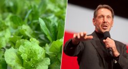 Larry Ellison quiso alimentar al mundo cultivando lechugas en su isla privada: las regó con 500 millones de dólares
