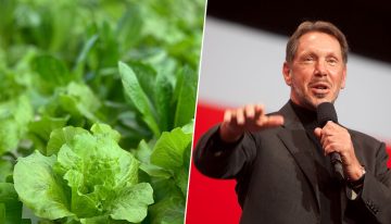Larry Ellison quiso alimentar al mundo cultivando lechugas en su isla privada: las regó con 500 millones de dólares