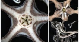 Descubierto el primer ejemplar vivo en aguas gallegas de una «estrella cesta» típica del Mediterráneo