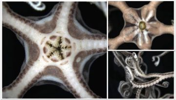 Descubierto el primer ejemplar vivo en aguas gallegas de una «estrella cesta» típica del Mediterráneo