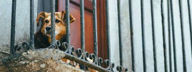 La forma más sencilla de recibir una multa por la Ley de Bienestar Animal: dejar a tu mascota en la terraza