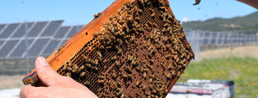 Llenamos el campo de paneles solares para frenar el cambio climático. Sin querer, hemos salvado a 122 especies de abejas