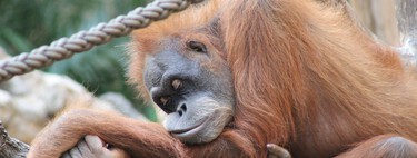 El ser humano es el primate que menos duerme. La ciencia tiene claro que es un "experimento evolutivo radical" 