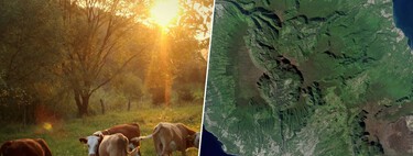 En 1871 un granjero abandonó a su suerte a cinco vacas en una isla remota. Contra todo pronóstico, colonizaron la isla 