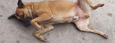 Los perros "Caramelo" abandonados son parte del paisaje de Ciudad de México. Tanto que ahora van a ser "raza representativa"
